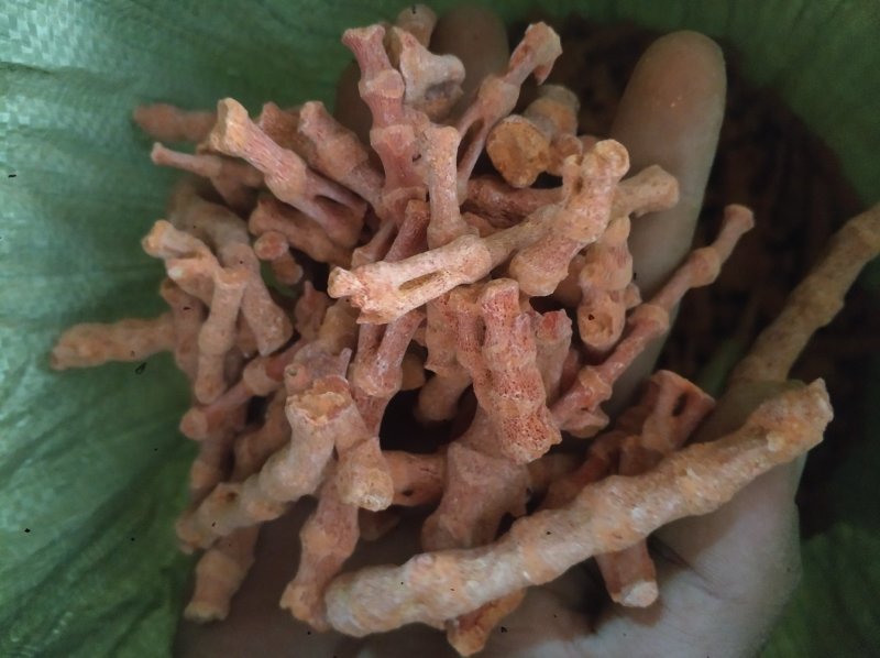 珊瑚菌，珊瑚，海底柏，草珊瑚货好产地广东