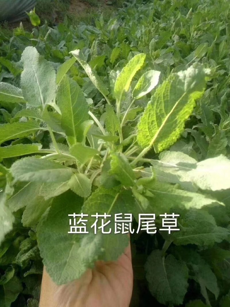 大量：红叶石楠，金叶女贞，鸳尾，射干，金鸡菊，迎春等苗木