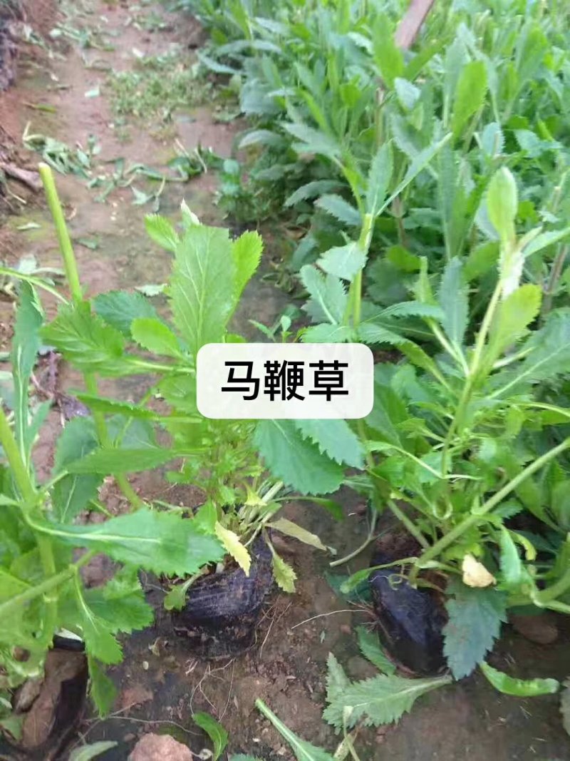 大量：红叶石楠，金叶女贞，鸳尾，射干，金鸡菊，迎春等苗木