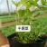 大量：红叶石楠，金叶女贞，鸳尾，射干，金鸡菊，迎春等苗木