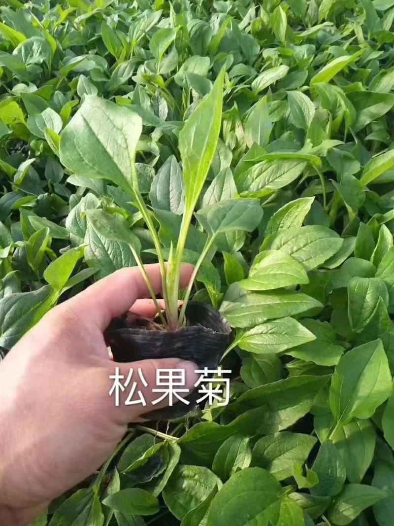 大量：红叶石楠，金叶女贞，鸳尾，射干，金鸡菊，迎春等苗木
