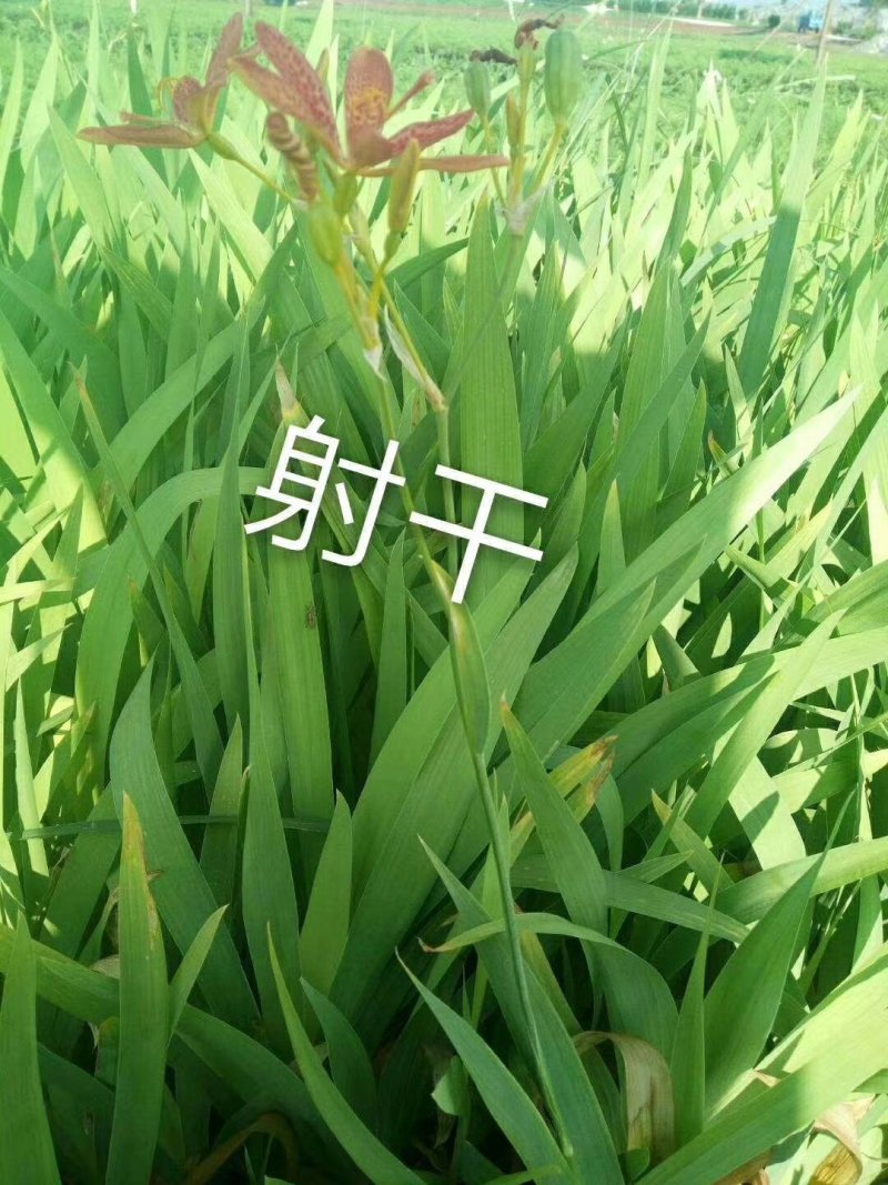 大量：红叶石楠，金叶女贞，鸳尾，射干，金鸡菊，迎春等苗木