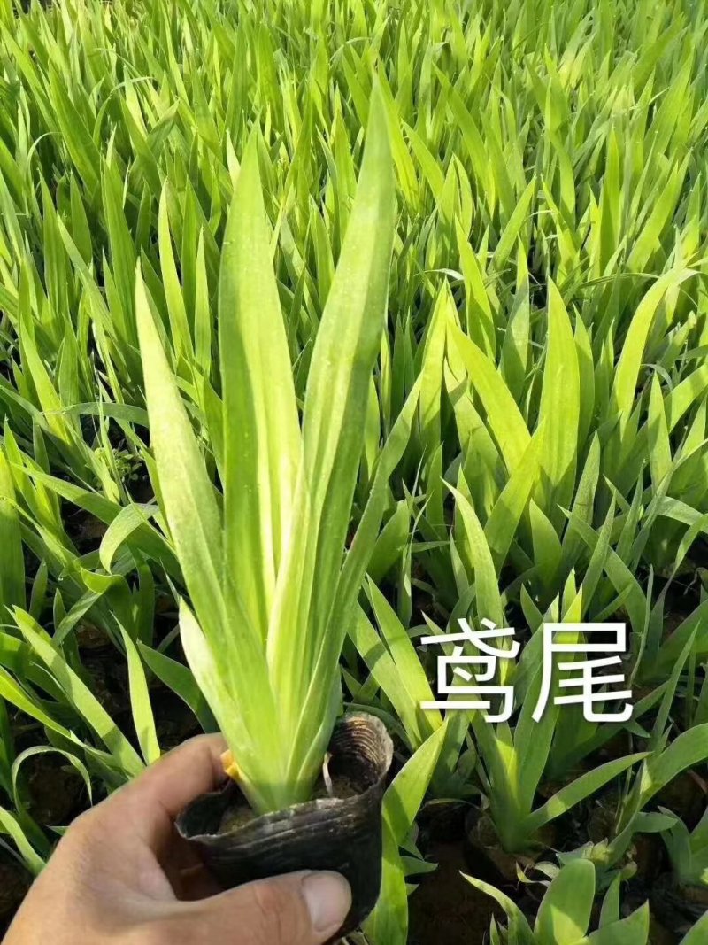大量：红叶石楠，金叶女贞，鸳尾，射干，金鸡菊，迎春等苗木