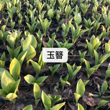 大量：红叶石楠，金叶女贞，鸳尾，射干，金鸡菊，迎春等苗木