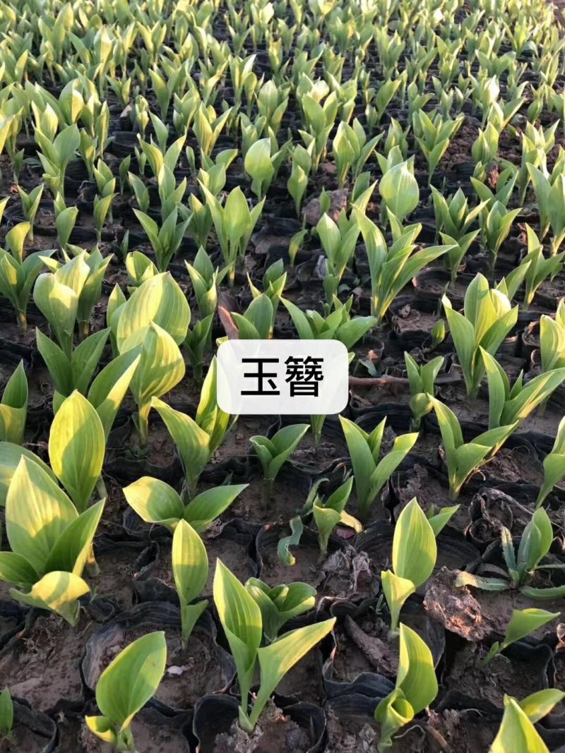 大量：红叶石楠，金叶女贞，鸳尾，射干，金鸡菊，迎春等苗木