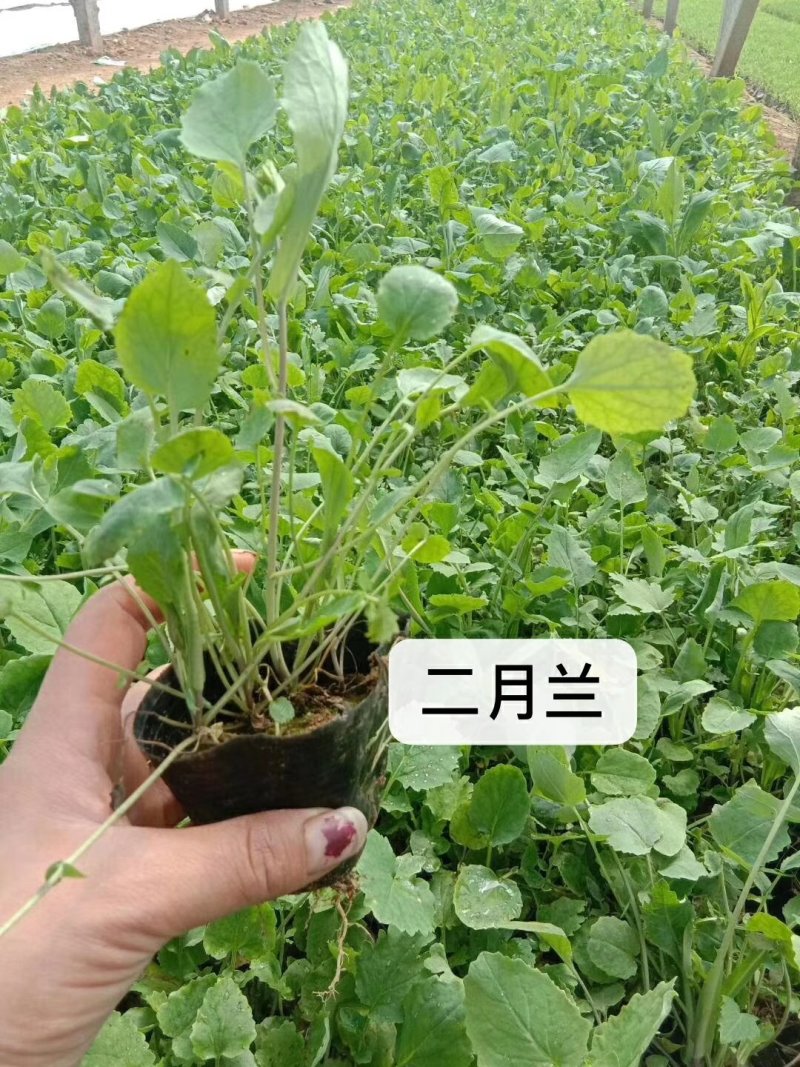 大量：红叶石楠，金叶女贞，鸳尾，射干，金鸡菊，迎春等苗木