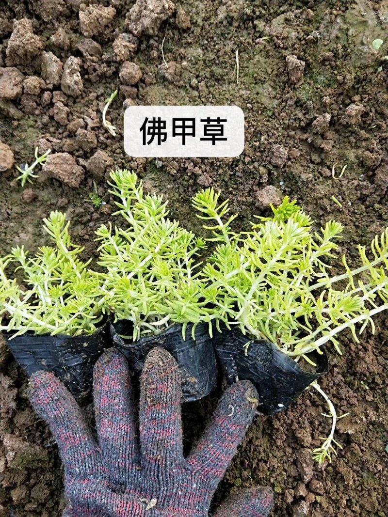 大量：红叶石楠，金叶女贞，鸳尾，射干，金鸡菊，迎春等苗木