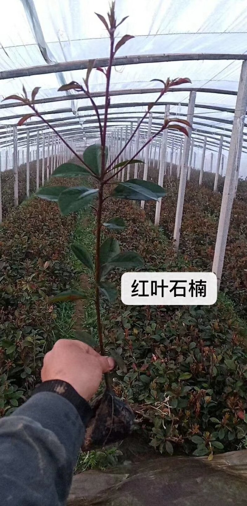 大量：红叶石楠，金叶女贞，鸳尾，射干，金鸡菊，迎春等苗木
