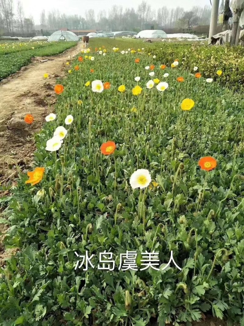 大量：红叶石楠，金叶女贞，鸳尾，射干，金鸡菊，迎春等苗木