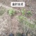 大量：红叶石楠，金叶女贞，鸳尾，射干，金鸡菊，迎春等苗木
