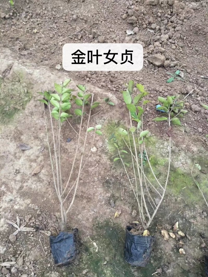 大量：红叶石楠，金叶女贞，鸳尾，射干，金鸡菊，迎春等苗木