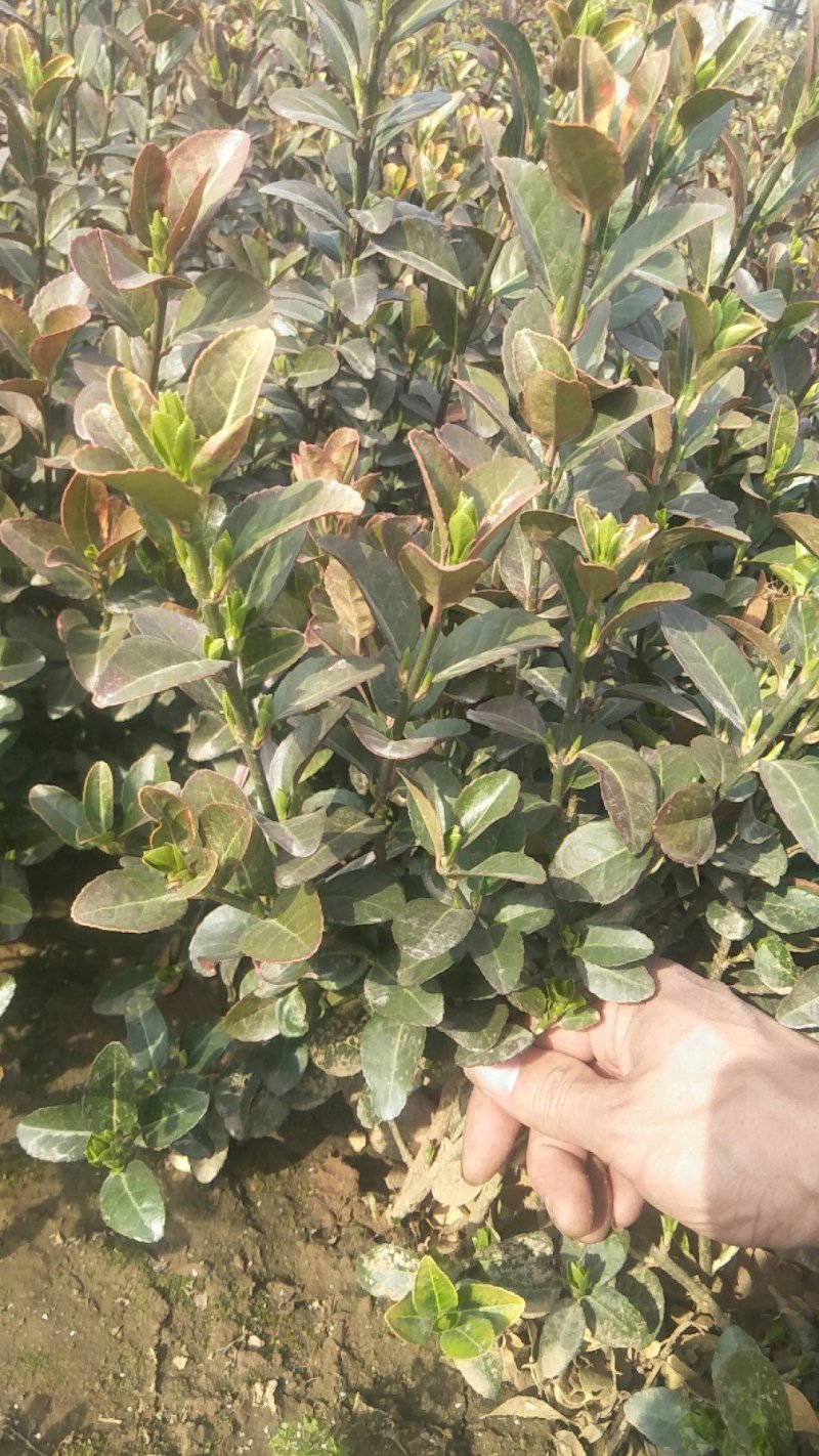 大量：红叶石楠，金叶女贞，鸳尾，射干，金鸡菊，迎春等苗木