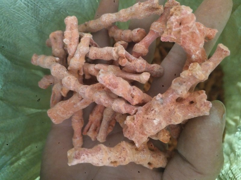 珊瑚菌，珊瑚，海底柏，草珊瑚货好产地广东