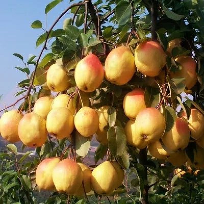 梨树果苗当年结果梨树梨树苗梨子树果苗早酥红梨树