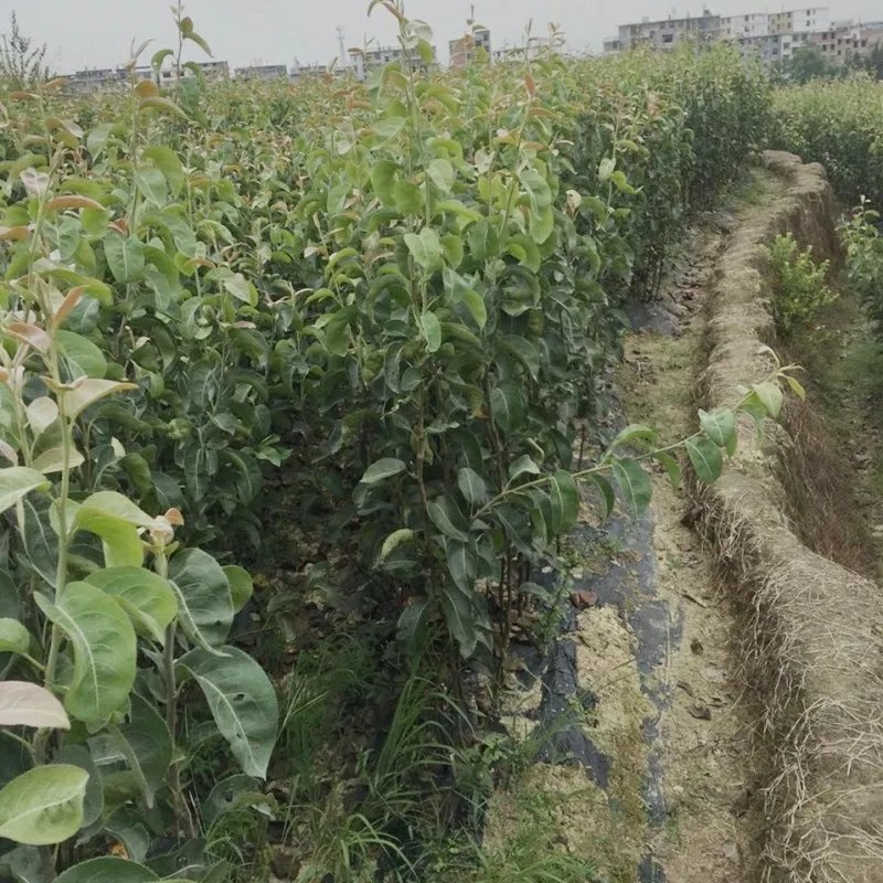 梨树果苗当年结果梨树梨树苗梨子树果苗早酥红梨树