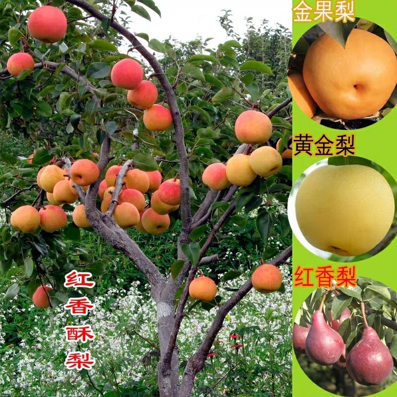 梨树果苗当年结果梨树梨树苗梨子树果苗早酥红梨树