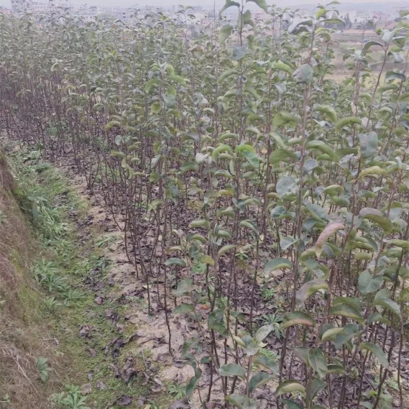 梨树果苗当年结果梨树梨树苗梨子树果苗早酥红梨树