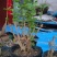 包邮横州市重瓣白色茉莉花苗4年苗当年开花(10棵起批)