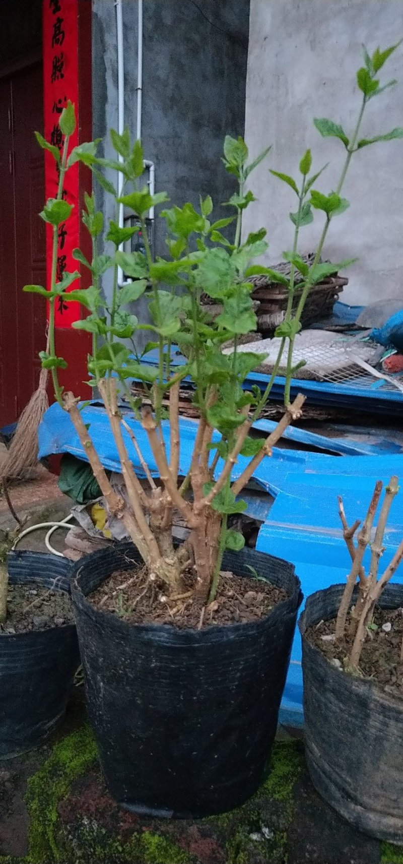 包邮横州市重瓣白色茉莉花苗4年苗当年开花(10棵起批)