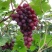 巨峰葡萄苗大苗果树果苗爬藤北南方种植品种葡萄树苖葡萄当年