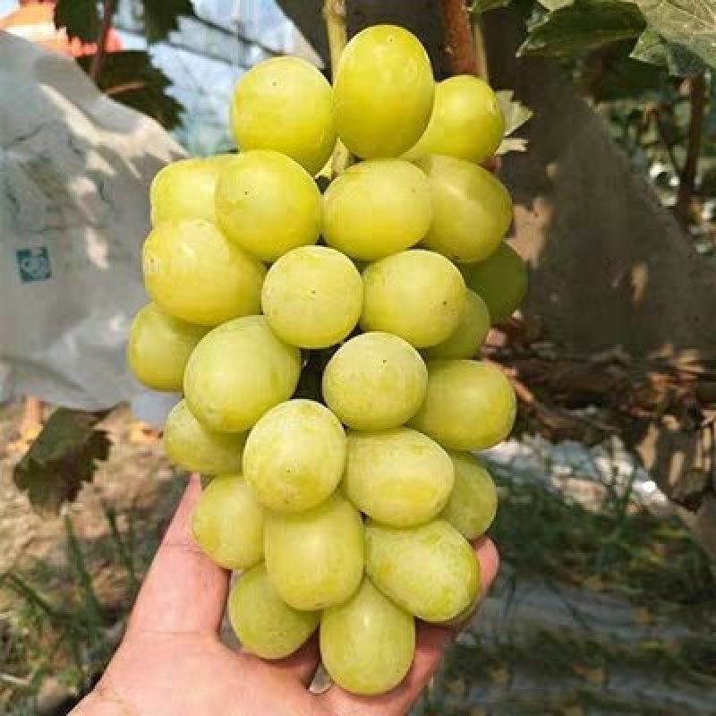 巨峰葡萄苗大苗果树果苗爬藤北南方种植品种葡萄树苖葡萄当年
