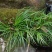石菖蒲
