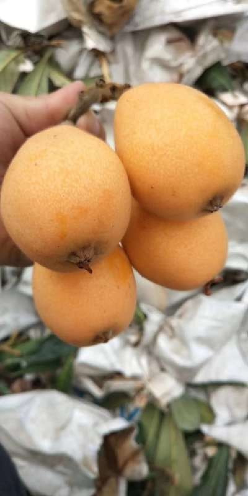 正宗农家枇杷膏
