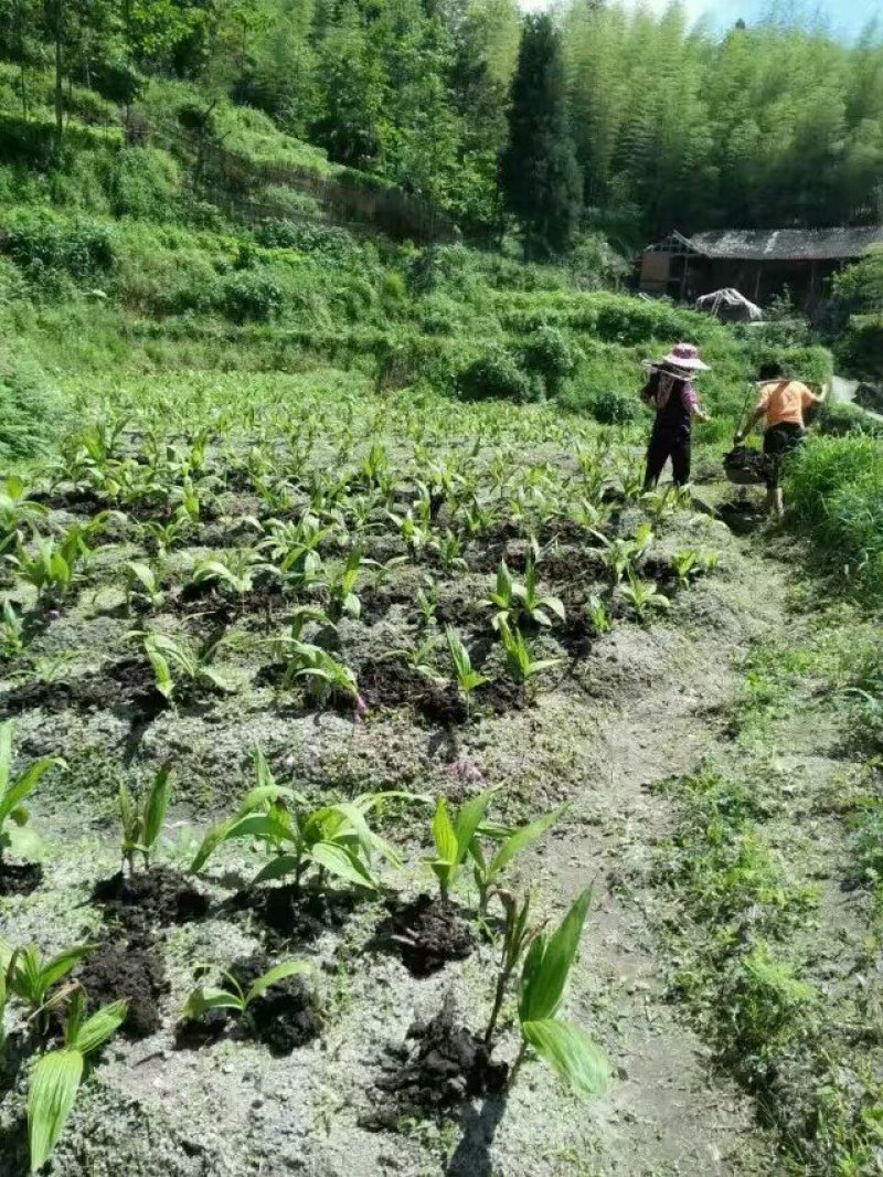 【白艿苗】(精致优选广西桂林基地苗)白芨苗