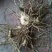 【白艿苗】(精致优选广西桂林基地苗)白芨苗