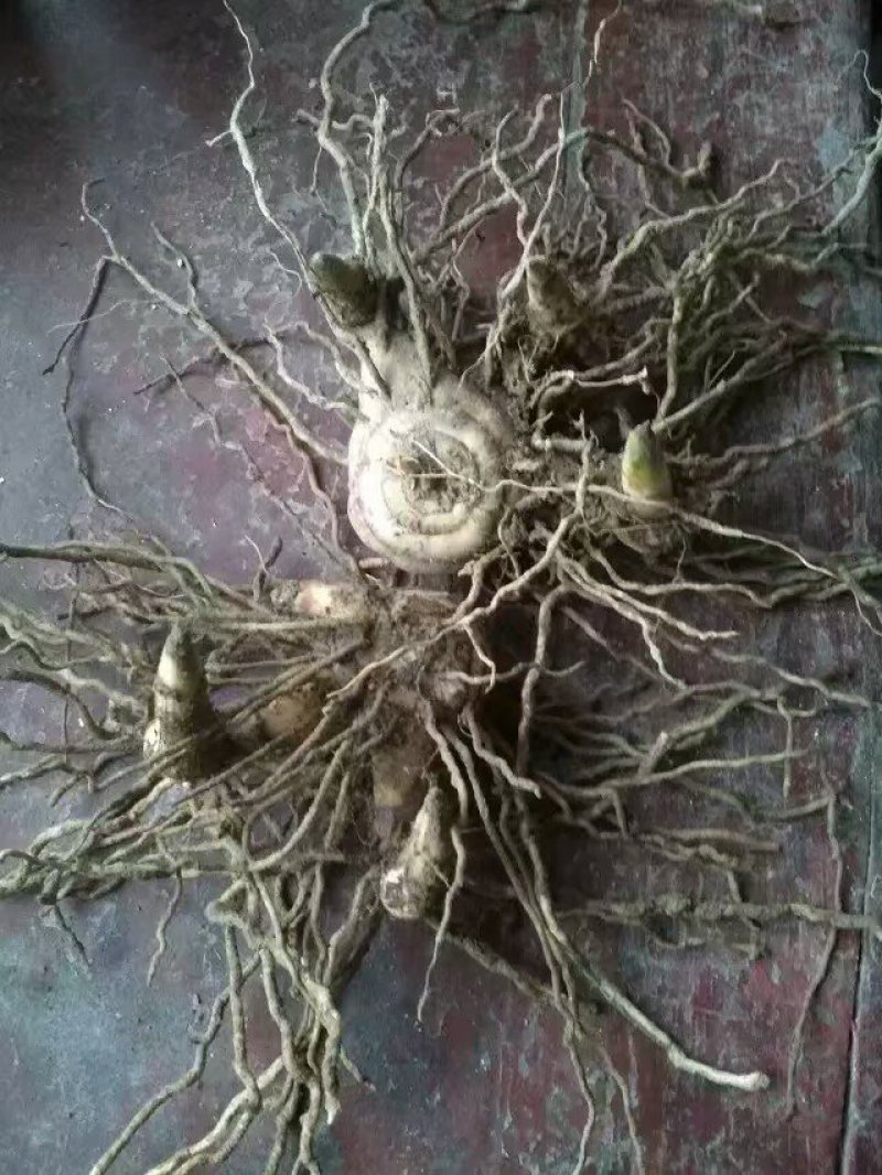 【白艿苗】(精致优选广西桂林基地苗)白芨苗