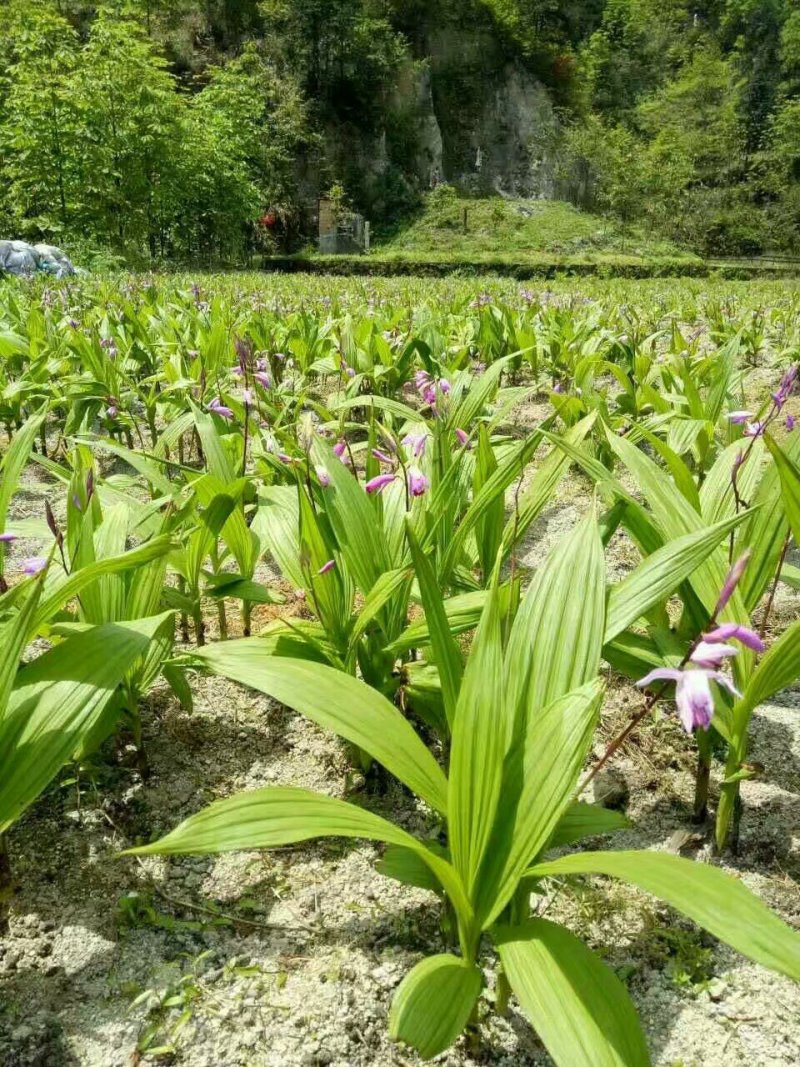 【白艿苗】(精致优选广西桂林基地苗)白芨苗