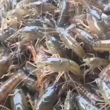 中清大清