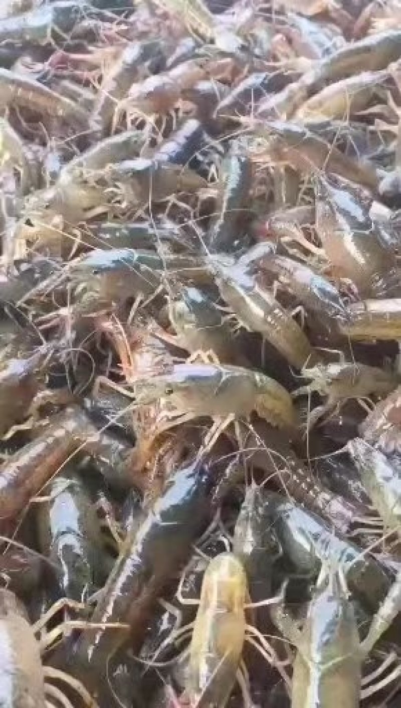 中清大清