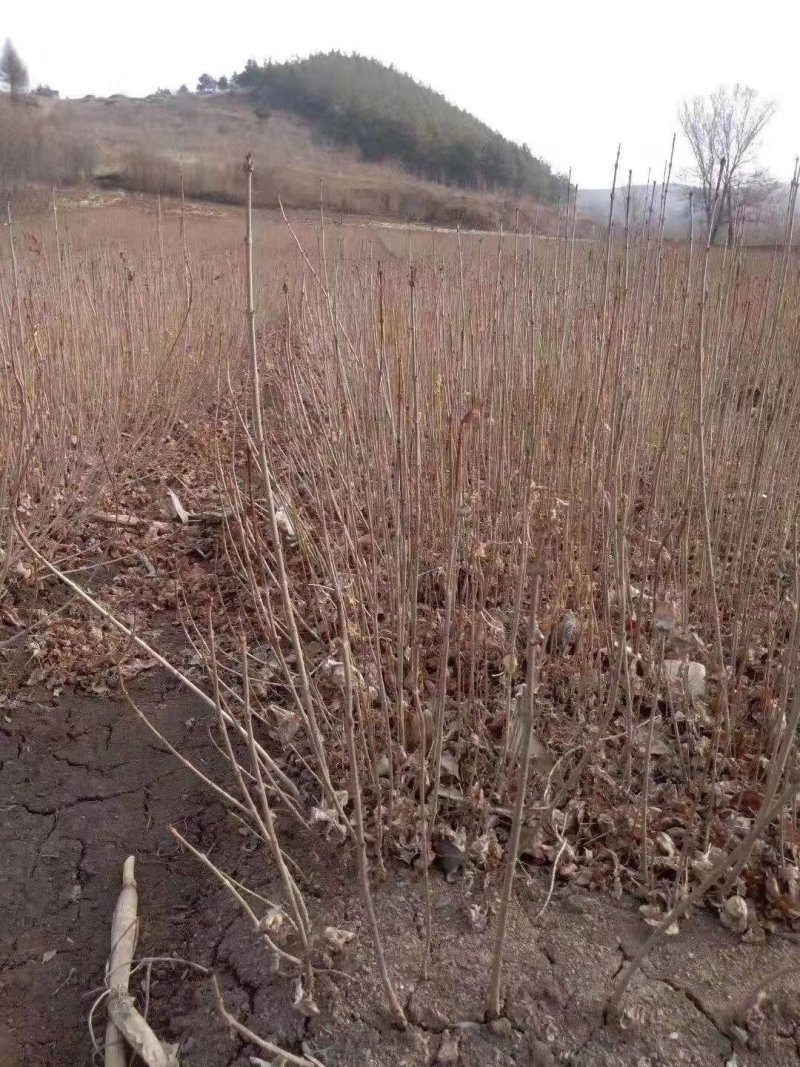 丁香小苗丛生丁香绿化用保质保量好看特香