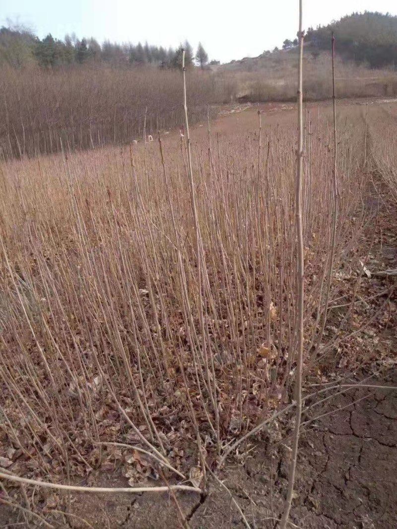 丁香小苗丛生丁香绿化用保质保量好看特香