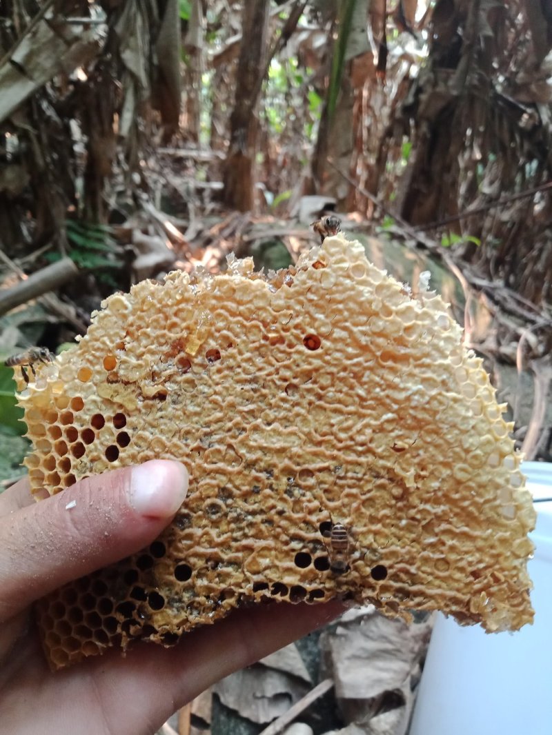 野蜂蜜