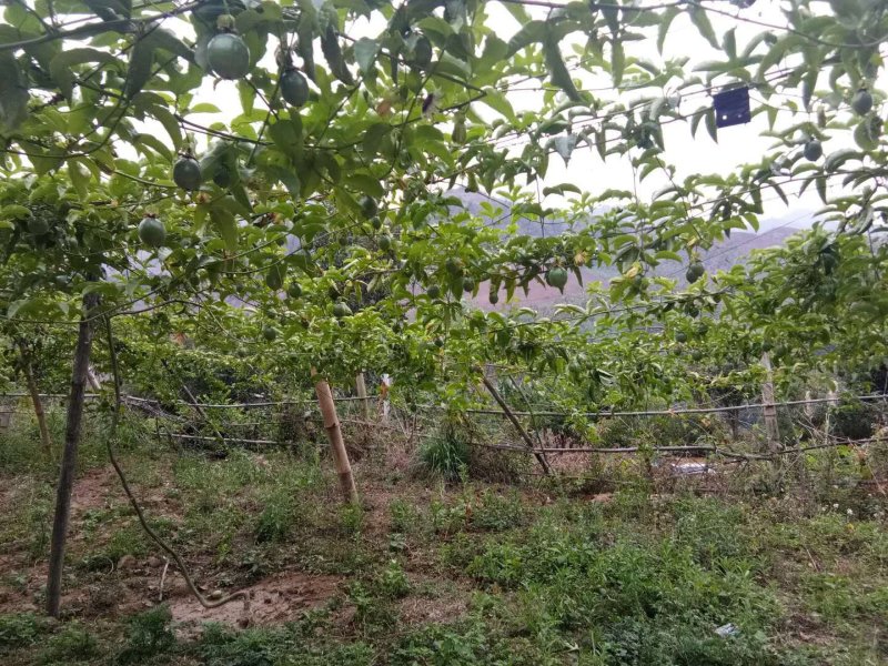 越南百香果
