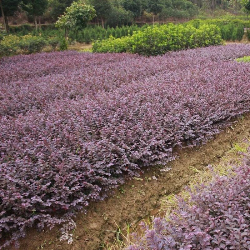 红花继木树苗四季常青庭院绿化苗木红花檵木树苗篱笆苗花木