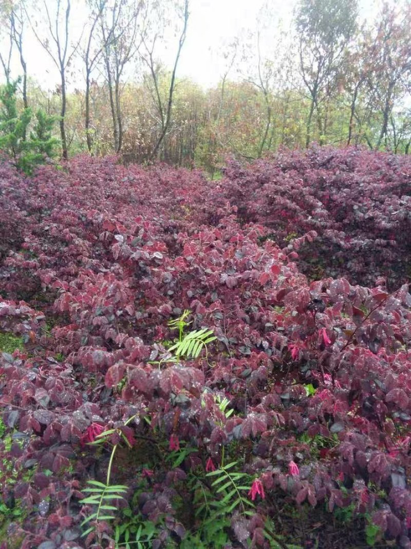 红花继木树苗四季常青庭院绿化苗木红花檵木树苗篱笆苗花木