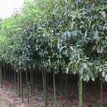 香樟树苗大小叶香樟庭院四季常青驱蚊南北方种植大型工程绿化