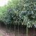 香樟树苗大小叶香樟庭院四季常青驱蚊南北方种植大型工程绿化