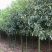 香樟树苗大小叶香樟庭院四季常青驱蚊南北方种植大型工程绿化