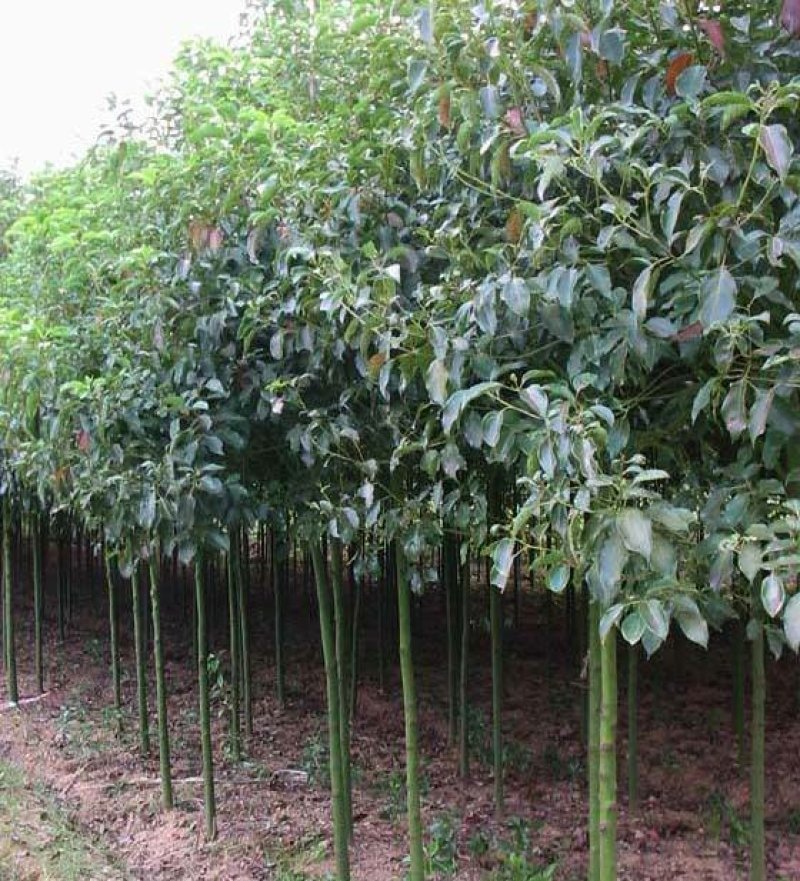 香樟树苗大小叶香樟庭院四季常青驱蚊南北方种植大型工程绿化