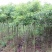 香樟树苗大小叶香樟庭院四季常青驱蚊南北方种植大型工程绿化