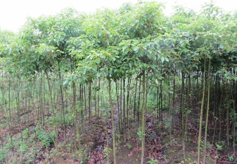 香樟树苗大小叶香樟庭院四季常青驱蚊南北方种植大型工程绿化