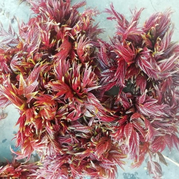 香椿芽“巴山红”头茬尾货15公分左右