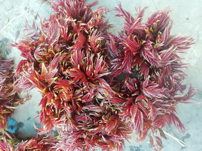 香椿芽“巴山红”头茬尾货15公分左右