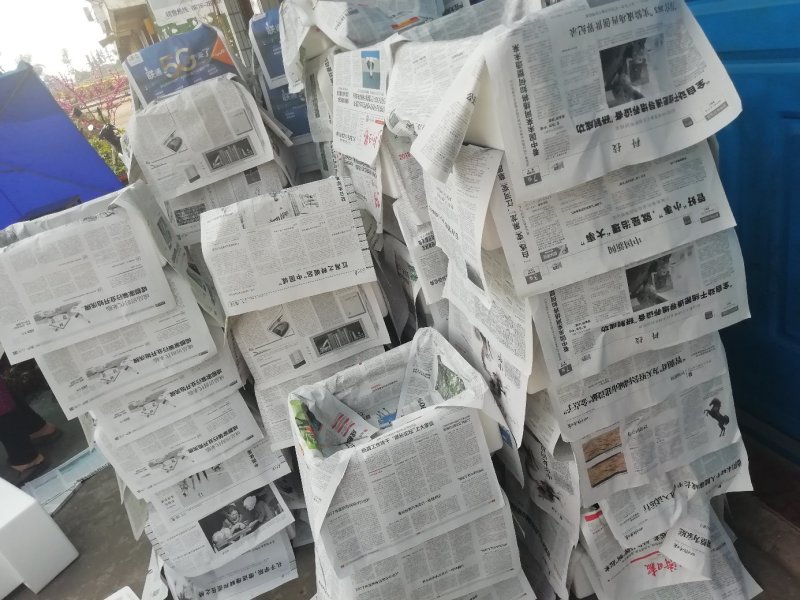 香椿芽“巴山红”头茬尾货15公分左右