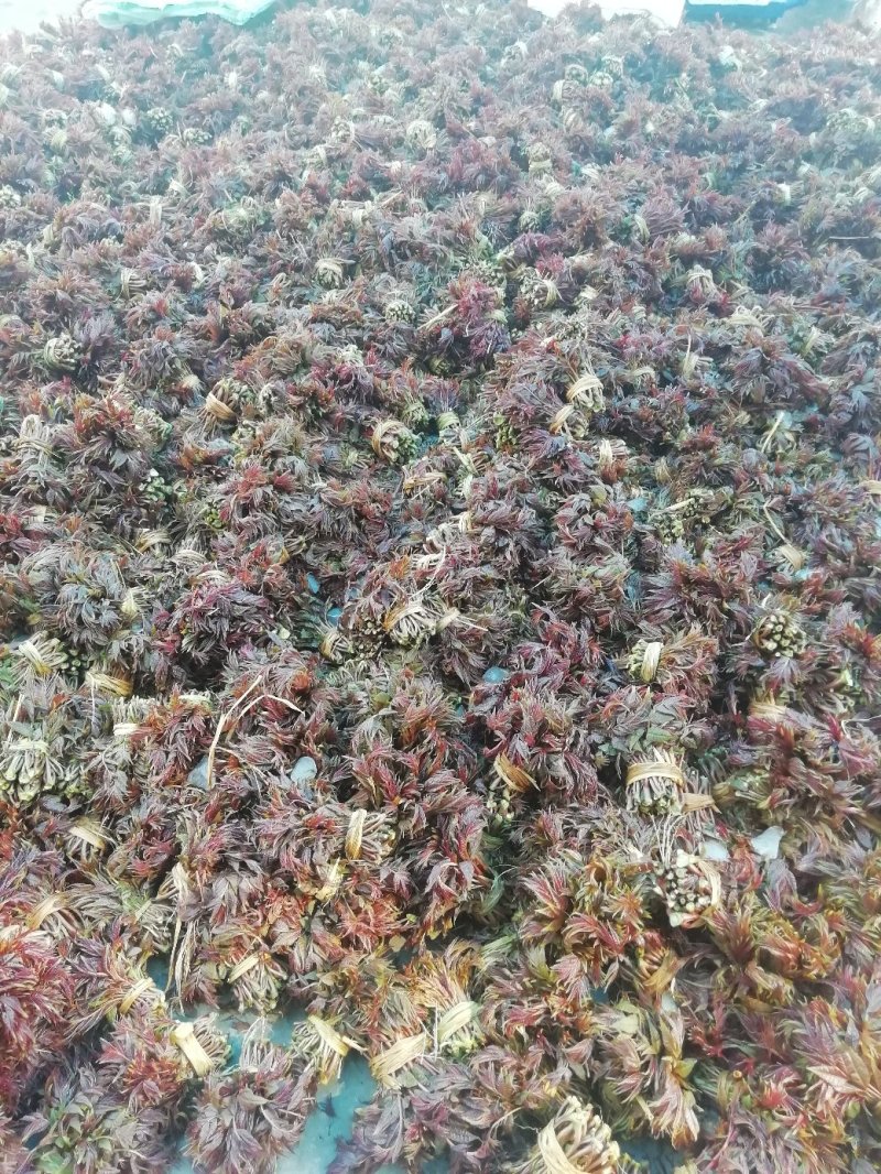 香椿芽“巴山红”头茬尾货15公分左右