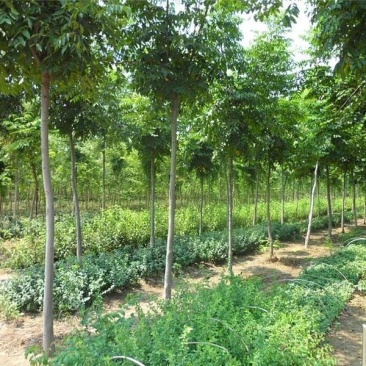 栾树苗绿化苗木庭院行道树绿化黄山栾树大小规格齐全